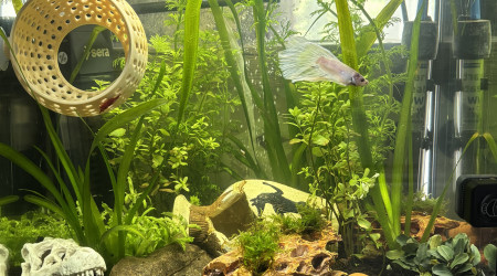 aquarium Nano bac 30L Snow