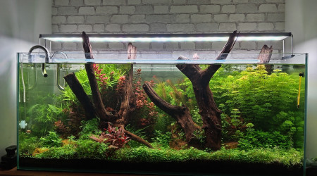 aquarium Mon 300