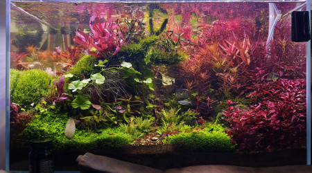 aquarium Hardscape