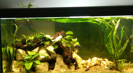 aquarium Tanganika