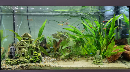 aquarium LE CANYON  OCCITAN