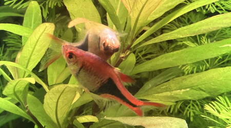 Caliente dans mon bac