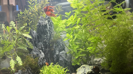 aquarium Nano bac 30L Spike