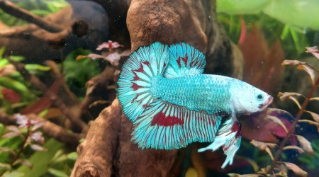 aquarium 37L