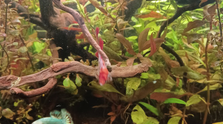 aquarium 60L
