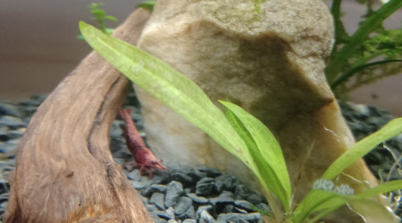 aquarium 10L