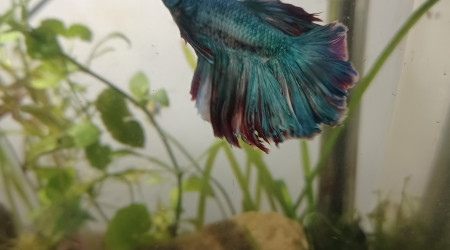 aquarium 20L  n1