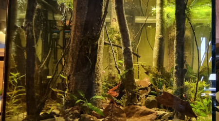 aquarium foret