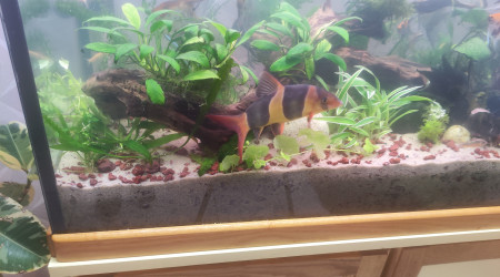 aquarium Mon aquarium