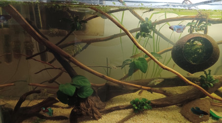 aquarium 80L