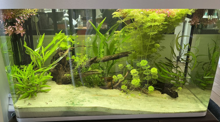 aquarium Fluval Osaka 260