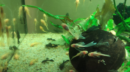 aquarium Ancistruses