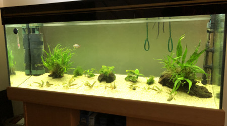 aquarium 240L