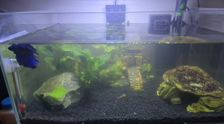 aquarium mon premier aquarium