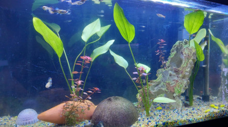 aquarium Gupatiméo