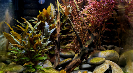 aquarium Bac de CPO