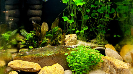 aquarium Bac de cambarellus diminutus
