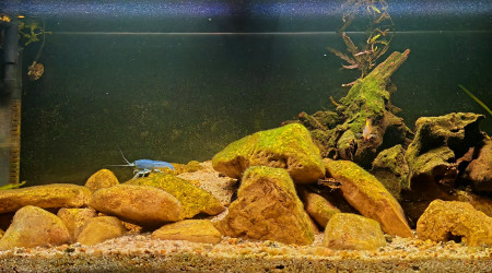 aquarium Bac de procambarus alleni blue