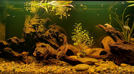 aquarium Bac de procambarus alleni white