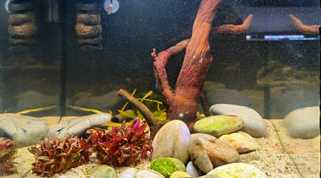 aquarium Bac de neocaridina saphir bleu