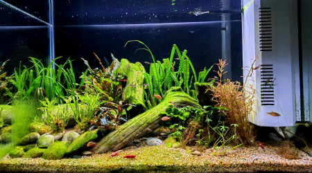 aquarium Bac de neocaridina sakura red