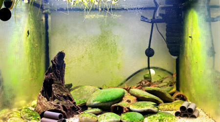 aquarium Bac de neocaridina black