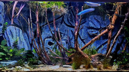 aquarium Bac de channa