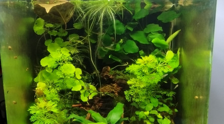 aquarium Dennerle 30 litres