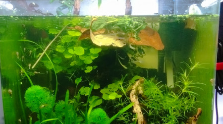 aquarium Aquarium de 62 litres bords arrondis