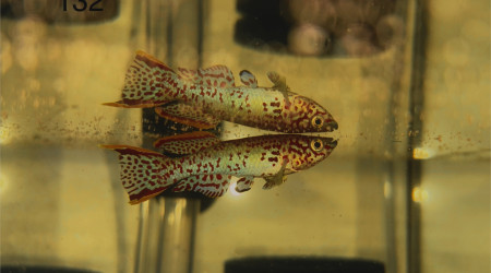 Male Fundulopanchax nigerianus inidere