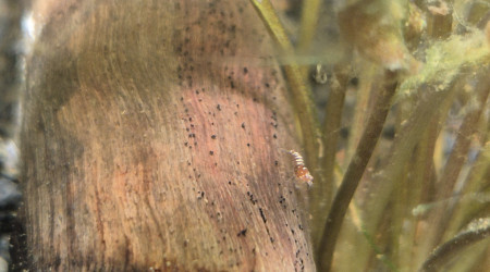 Naissance de Pinto Red