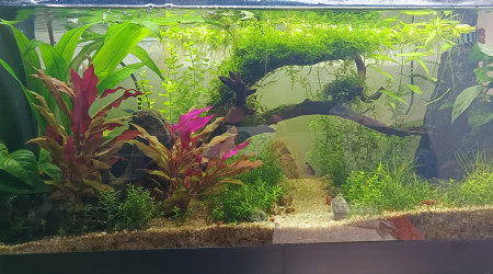 aquarium Je me lance