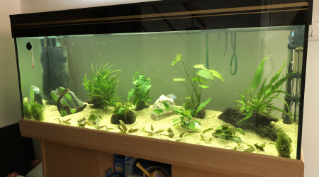 aquarium 240L