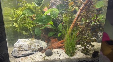 aquarium Nano bac Dennerle 30L