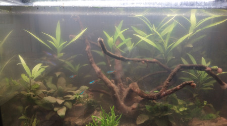 aquarium Amazonien