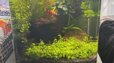 aquarium Nano bac Dennerle 20L
