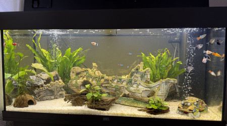 aquarium Juwel 180