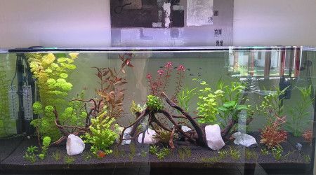 aquarium Amazonien