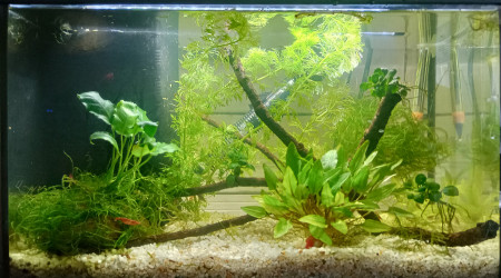 aquarium Crevettes Red Cherry 20L