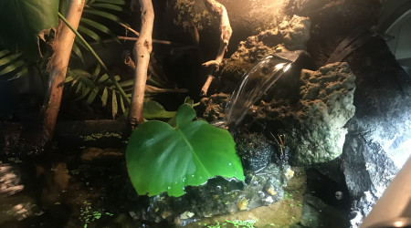 aquarium Aquarium tortue