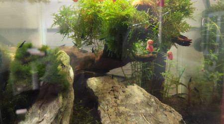 aquarium Aquascap blue carbon