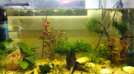 aquarium 60l commu guppy crawouette
