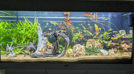 aquarium JUWEL RIO180 ENTREE