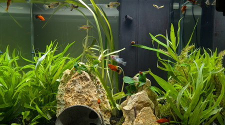 aquarium CIANO EMOTION PRO 60
