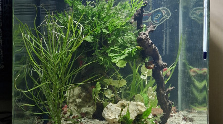 aquarium Betta 30l denerlé