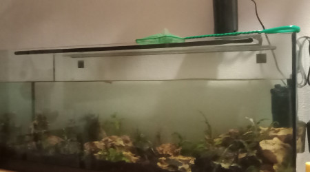 aquarium Aquascape  début 12.05  salon 120l