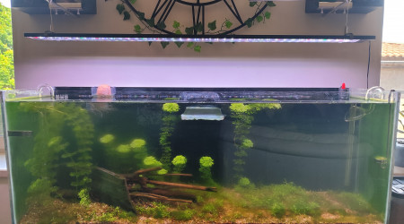aquarium Projet Malawi