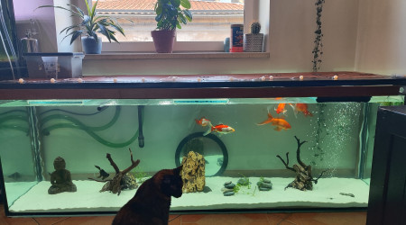 aquarium Poisson rouge et plecostomus