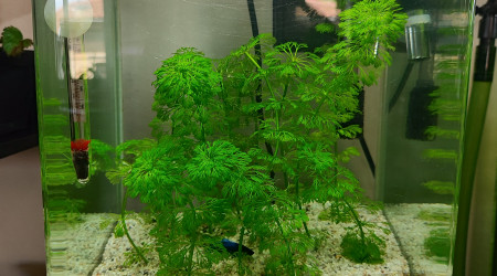 aquarium Betta splendens