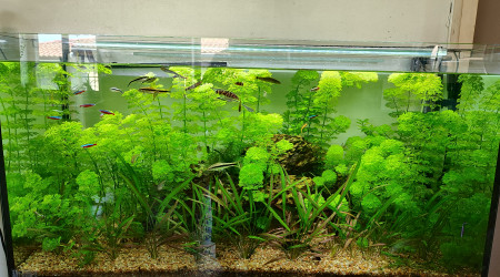 aquarium Poisson moyen